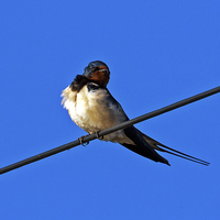 Buy canvas prints of Swallow by Paul Scoullar