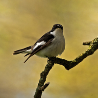 Buy canvas prints of Pied Flycatcher by Paul Scoullar
