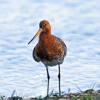 Buy canvas prints of Black -Tailed Godwit by Paul Scoullar