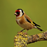 Buy canvas prints of Goldfinch by Paul Scoullar