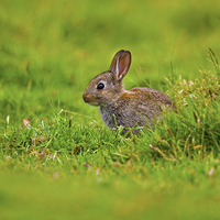 Buy canvas prints of Brown Rabbit by Paul Scoullar