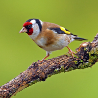 Buy canvas prints of Goldfinch by Paul Scoullar