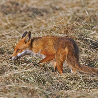 Buy canvas prints of Red Fox by Paul Scoullar