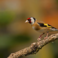 Buy canvas prints of  Goldfinch by Paul Scoullar