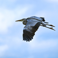 Buy canvas prints of  Grey Heron in flight by Paul Scoullar