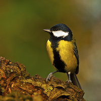 Buy canvas prints of  Great Tit by Paul Scoullar