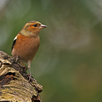 Buy canvas prints of  Chaffinch  by Paul Scoullar