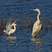 Buy canvas prints of Great White and Little Egret by Paul Scoullar
