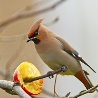 Buy canvas prints of  Waxwing by Paul Scoullar