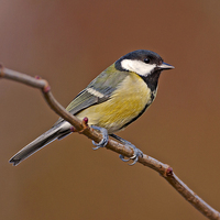 Buy canvas prints of  Great Tit by Paul Scoullar