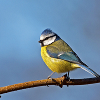 Buy canvas prints of  Blue Tit by Paul Scoullar