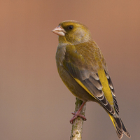 Buy canvas prints of  Greenfinch by Paul Scoullar
