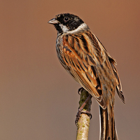 Buy canvas prints of  Reed Bunting by Paul Scoullar