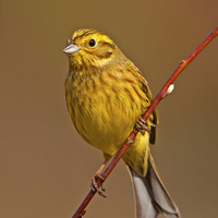 Buy canvas prints of  Yellowhammer by Paul Scoullar
