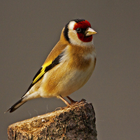 Buy canvas prints of  Goldfinch by Paul Scoullar