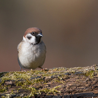 Buy canvas prints of  Tree Sparrow by Paul Scoullar