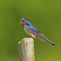 Buy canvas prints of  Swallow by Paul Scoullar