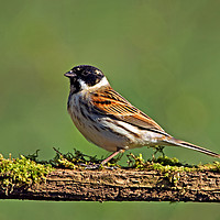 Buy canvas prints of Reed Bunting by Paul Scoullar