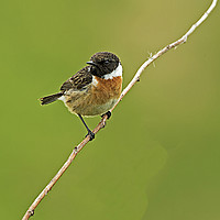 Buy canvas prints of Stonechat by Paul Scoullar