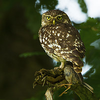 Buy canvas prints of Little Owl with prey by Paul Scoullar