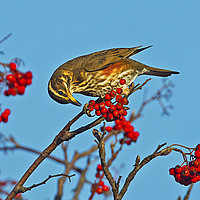 Buy canvas prints of Redwing by Paul Scoullar