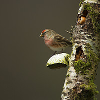 Buy canvas prints of Redpoll(Carduelis cabaret) by Paul Scoullar
