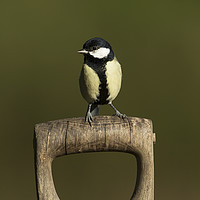 Buy canvas prints of Great Tit on Spade Handle by Paul Scoullar