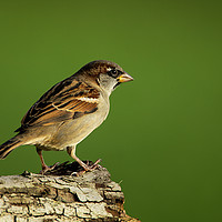 Buy canvas prints of House Sparrow by Paul Scoullar