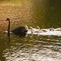 Buy canvas prints of Swan lake by 