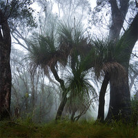 Buy canvas prints of Grass Trees in the Mist by 