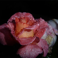Buy canvas prints of Rose after Rainfall by Rebecca Penhaligon