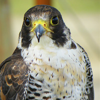 Buy canvas prints of Peregrine Falcon by Rob Parsons