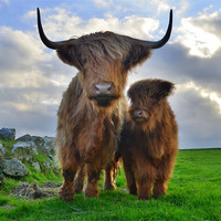 Buy canvas prints of Hairy Cows by Rob Parsons