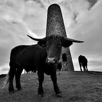 Buy canvas prints of Cornwall: Cows at Stepper Point by Rob Parsons