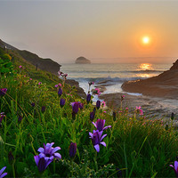 Buy canvas prints of Cornwall: Flowers at the Strand by Rob Parsons