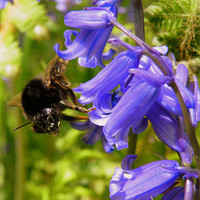 Buy canvas prints of The Bluebell and the Bee by Rob Parsons
