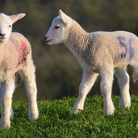 Buy canvas prints of Springtime Lambs by Rob Parsons