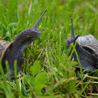 Buy canvas prints of Snails first date by Louise McKenzie