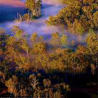 Buy canvas prints of Misty morning by carolyn stewart