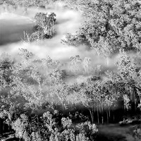 Buy canvas prints of Woodland in the mist by carolyn stewart