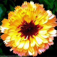 Buy canvas prints of Sunshine Flower by carolyn stewart