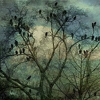 Buy canvas prints of The Birds by Anne Christie