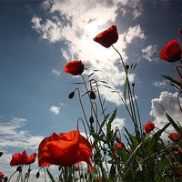 Buy canvas prints of Sunlit Poppies by Ian Rolfe