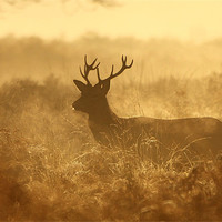 Buy canvas prints of Autumn Stag by Ian Rolfe