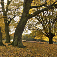 Buy canvas prints of Golden Beeches by Ian Rolfe