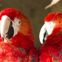 Buy canvas prints of 2 Bright Red Parrots by Simon Mordecai