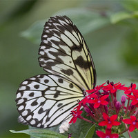 Buy canvas prints of Bright White Butterfly by Simon Mordecai