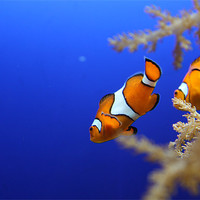 Buy canvas prints of Nemo - Clown Fish by Simon Mordecai