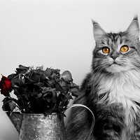 Buy canvas prints of Flower pot cat. by mary stevenson