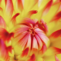 Buy canvas prints of DayGlo Dahlia by Mary Lane